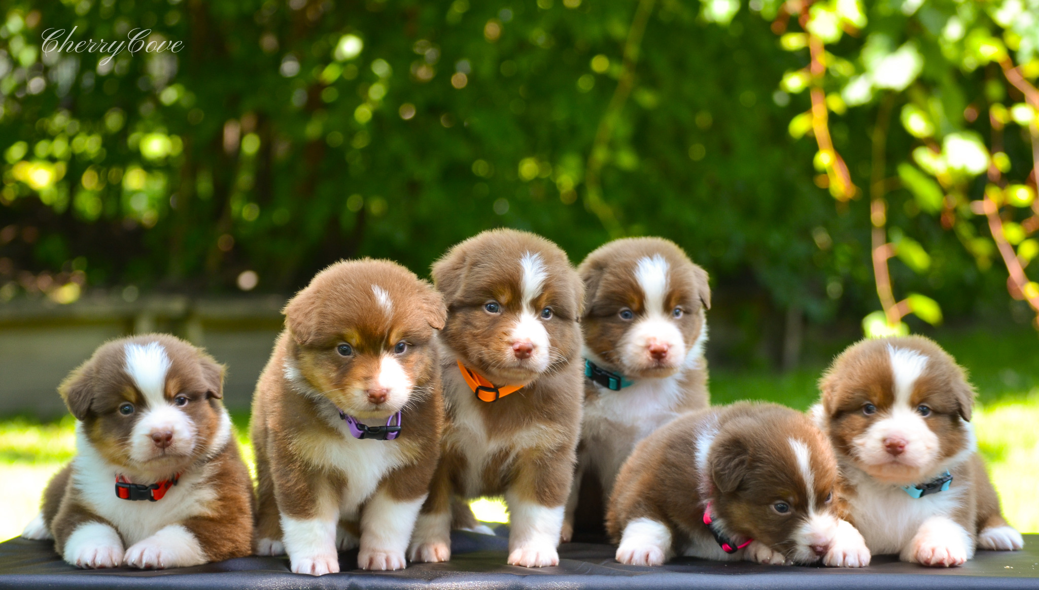 Roan & Cerise litter — group photo